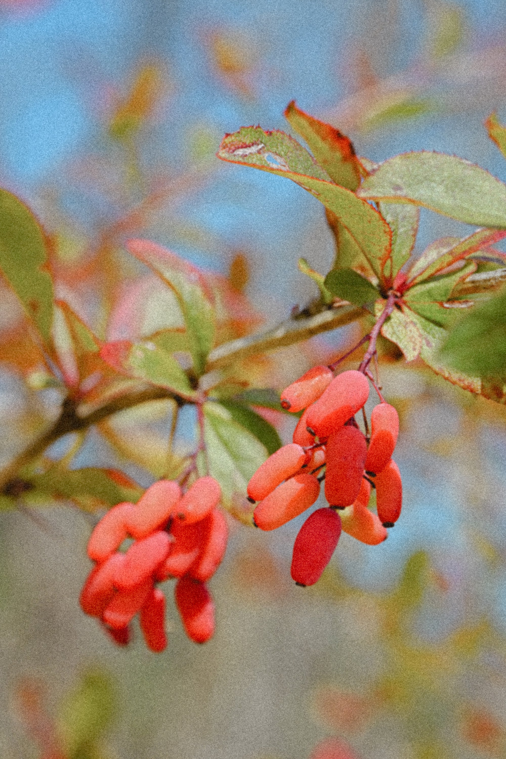 From Balancing Blood Sugar to Perimenopause Relief: 6 Reasons to Take a Berberine Supplement