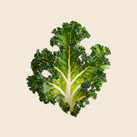 Heart-shaped piece of green LEAF on a beige background