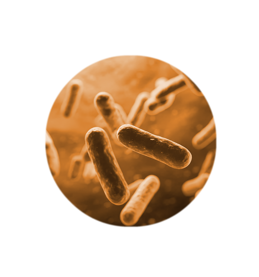 Probiotics in Pregnancy—Are They Safe and Helpful?