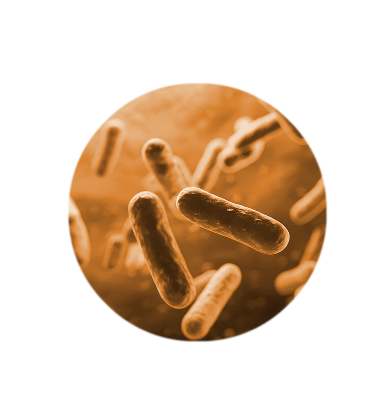 Probiotics in Pregnancy—Are They Safe and Helpful?