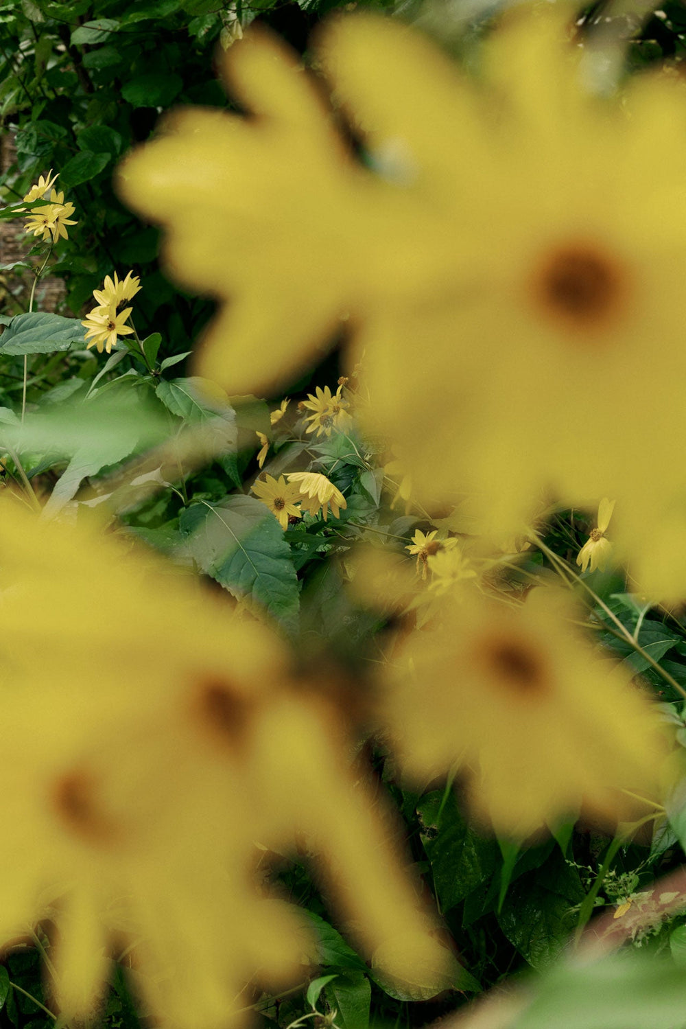 Vitamin D—optimal levels and dosage ranges