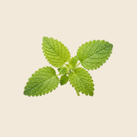 Lemon-balm