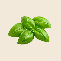 basil leaf